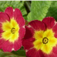 Riddim Operator #42 !!!