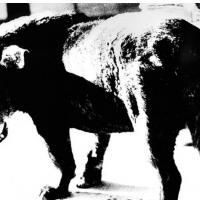 SENSI SMILE - No Looking Back, Dawg