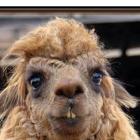 TRUMPETkov jutranji program! (trumpet + petek = trumpetek, get it, a?!)