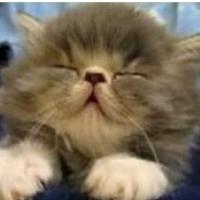 PETKOV JUTRANJI PROGRAM ZELENCEV (žal ne tistih dolarskih)