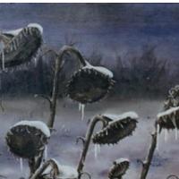 �etrtkova son�nica