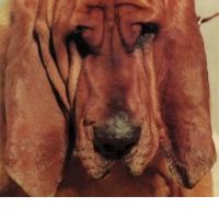 TY SEGALL:  Goodbye Bread  (Drag City,  2011) (ponovitev 18. 8. 2011 ob 00:30)
