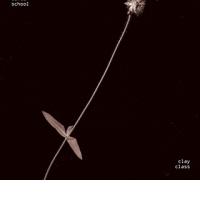 PRINZHORN DANCE SCHOOL: Clay Class (DFA, 2012) (ponovitev 24.2.2012 ob 01.00)