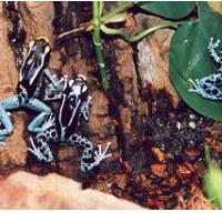 NADVDU�EN TORKOV ROOTS SUMMIT