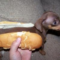 SREDA V TORKOVEM ZELJU?