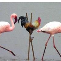 SREDINA IMITACIJA