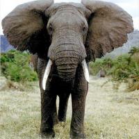 BritOFF AFRI�KEGA SLONA