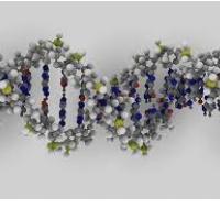 KROFF BIN LADNOVEGA DNK-JA
