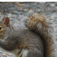 BRITOFF �IVALSKE ARETACIJE