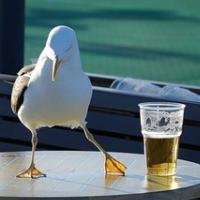 BRITOFF NA SMRT PIJANIH PTIC