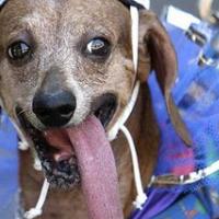 DOLGOJEZI�NI BritOFF