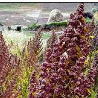 BRITOFF MATERE VSEH SEMEN