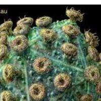 BRIOFF DOBRIH NOVIC O HIV-U