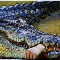 BritOFF KROKODILA NA POHODU