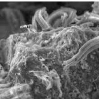 OFF NEZEMELJSKEGA �IVLJENJA