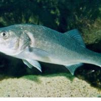 OFF KOLATERALNE �KODE NA MENIJU