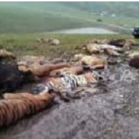 OFF IZPU��ENIH BE�TIJ