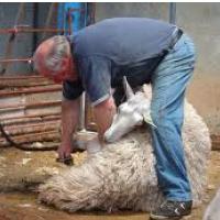 OFF OLIMPIJSKEGA STRI�ENJA OVAC