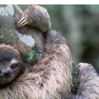 Univerzitetni zoo dokublok