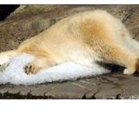 SREDINE MOTNJE HIBERNACIJE