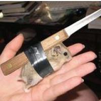 Tiho - Nevarni �etrtkov jutranji Program