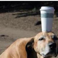 SKORAJ IDEALNA SREDA