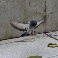 ČETRTKOV GOLOBATMAN RETURNS