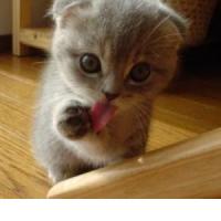 Ju-ju-jutranjc, sej te poznam!