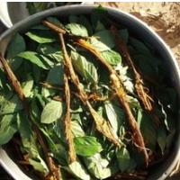 Ob izidu knjige Etnofarmakologija ayahuaske