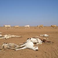 PREZAPLETEN KLOBČIČ NA AFRIŠKEM ROGU