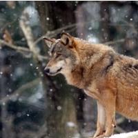 ČLOVEK VOLKU VOLK ALI NESPREJEMLJIVI ODLOK O ODSTRELU 12 VOLKOV