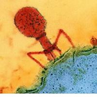 Infekcije, epidemije, virusi in bakterije